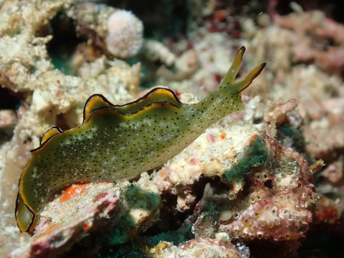 Elysia marginata - Tingloy, Batangas, Philippines