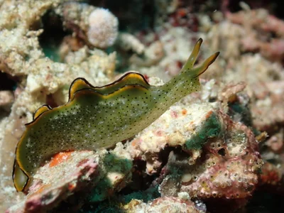 Elysia marginata - Tingloy, Batangas, Philippines