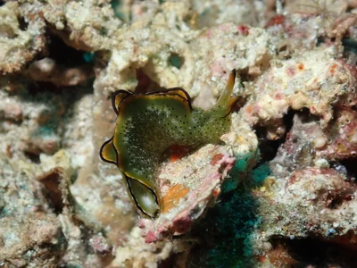 Elysia marginata - Tingloy, Batangas, Philippines