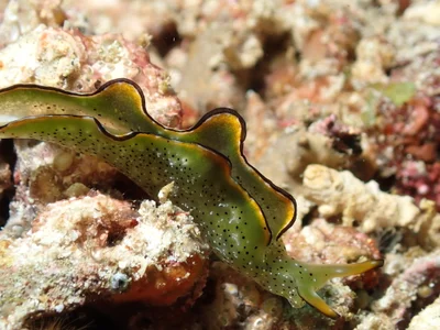 Elysia marginata - Tingloy, Batangas, Philippines