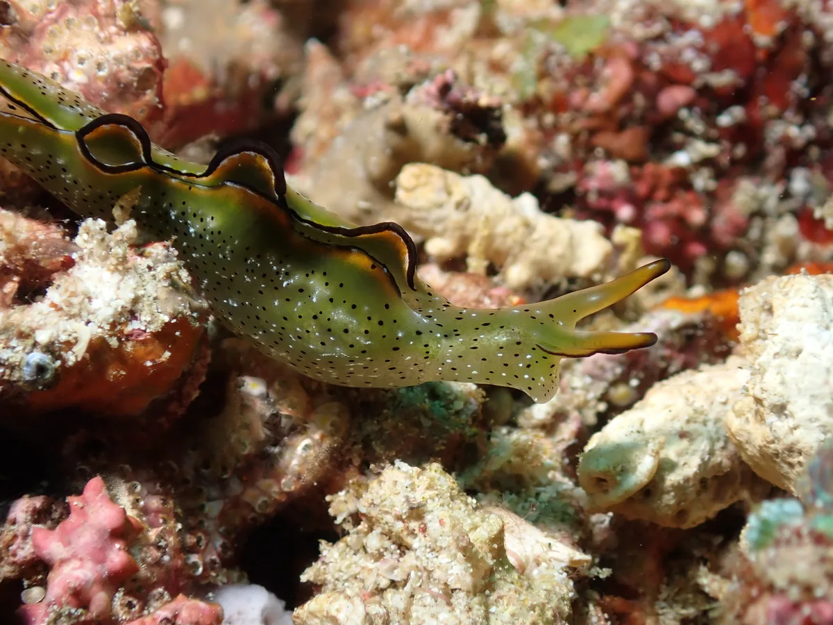 Elysia marginata - Tingloy, Batangas, Philippines