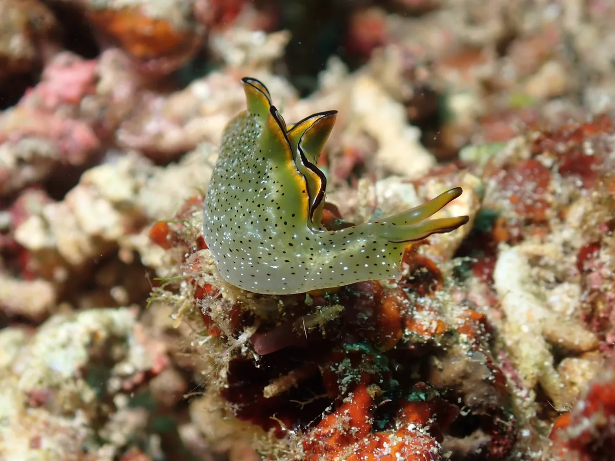 Elysia marginata - Tingloy, Batangas, Philippines