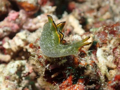 Elysia marginata - Tingloy, Batangas, Philippines