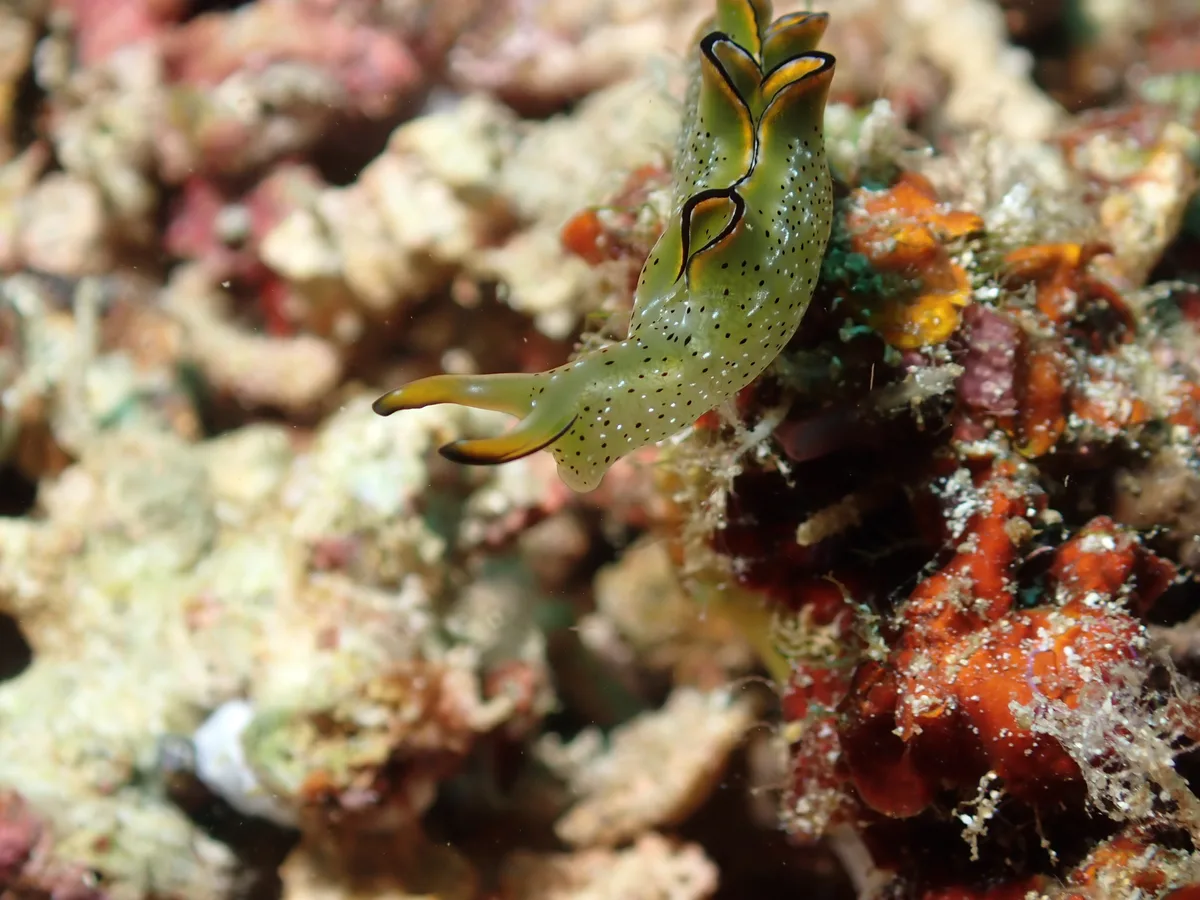 Elysia marginata - Tingloy, Batangas, Philippines