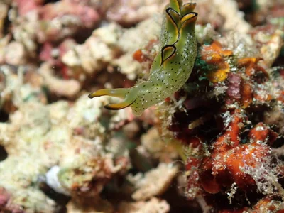 Elysia marginata - Tingloy, Batangas, Philippines