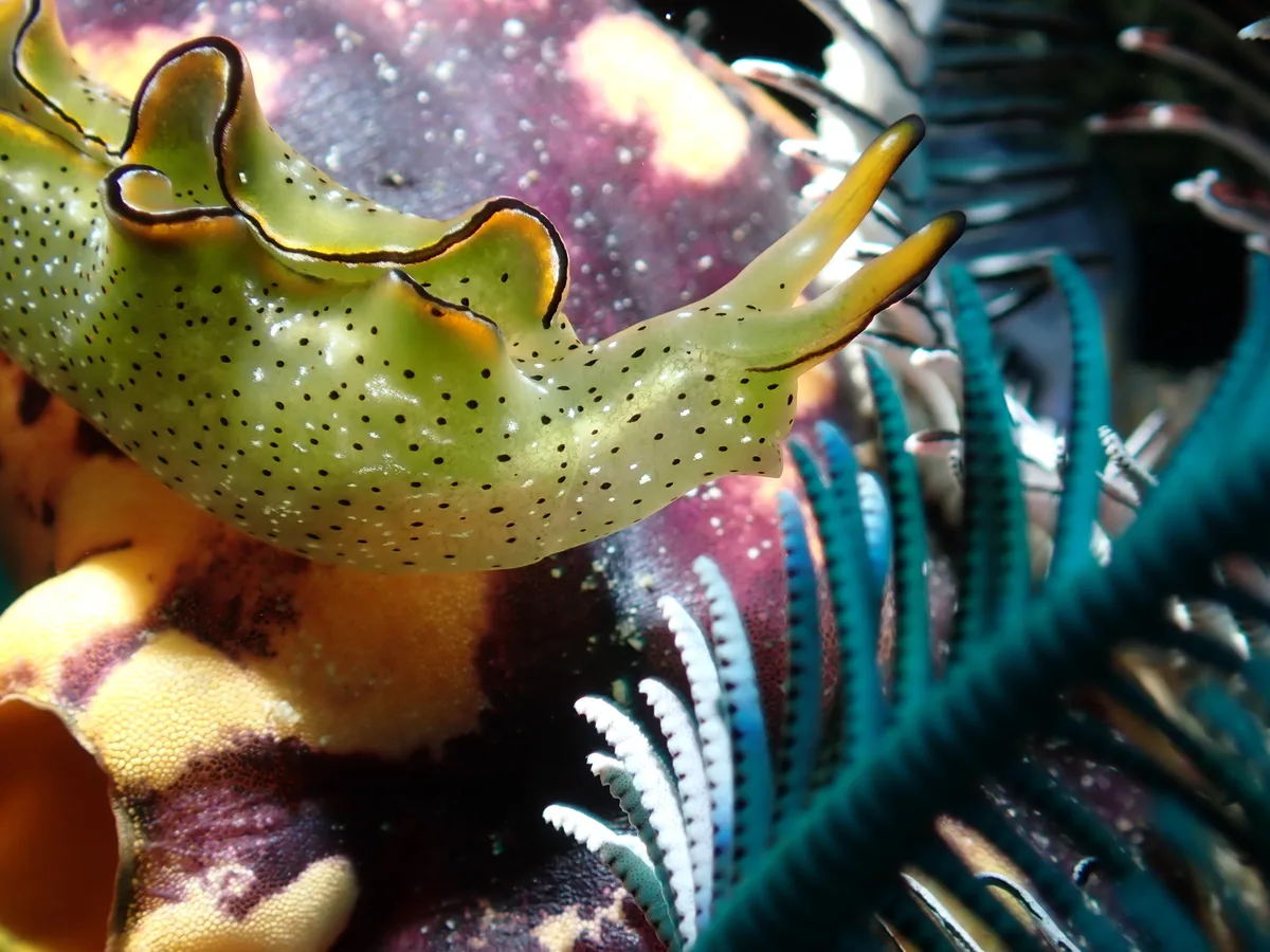 Elysia marginata - Tingloy, Batangas, Philippines