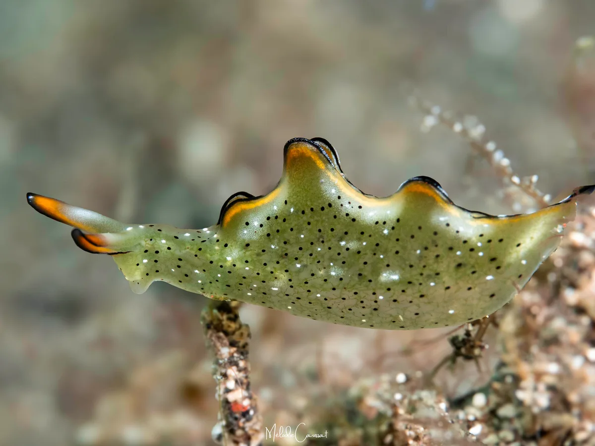 Elysia marginata - Lembeh Strait, Indonésie