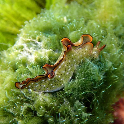 Elysia marginata - Emily Bay, Kingston 2899, Norfolk Island