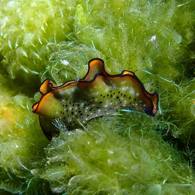 Elysia marginata - Emily Bay, Kingston 2899, Norfolk Island
