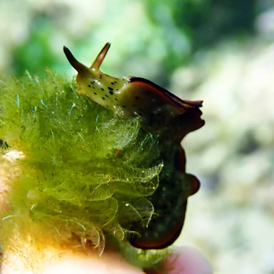 Elysia marginata - Emily Bay, Kingston 2899, Norfolk Island