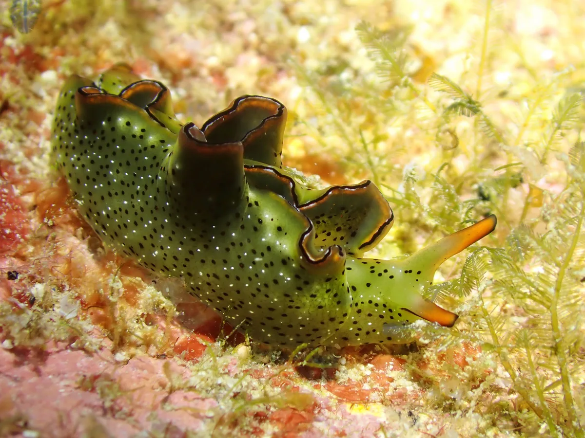 Elysia marginata - Grotto Drive, Northern Mariana Islands, MP