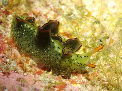 Elysia marginata - Grotto Drive, Northern Mariana Islands, MP