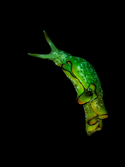 Elysia marginata - Anilao, Western Visayas, PH