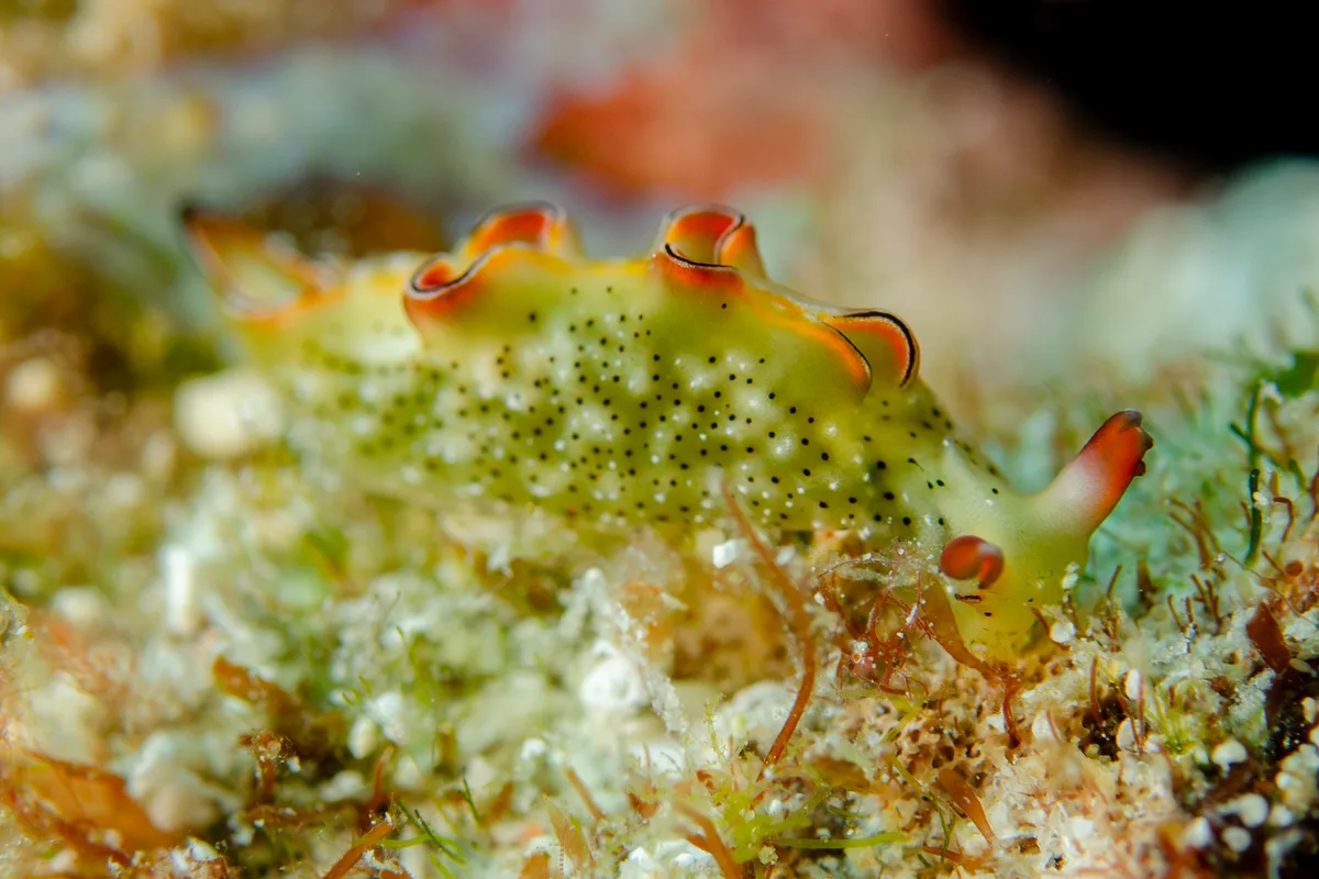 Elysia marginata - Manta Point, FJQQ+JVC, Komodo, West Manggarai Regency, East Nusa Tenggara, Indonesia