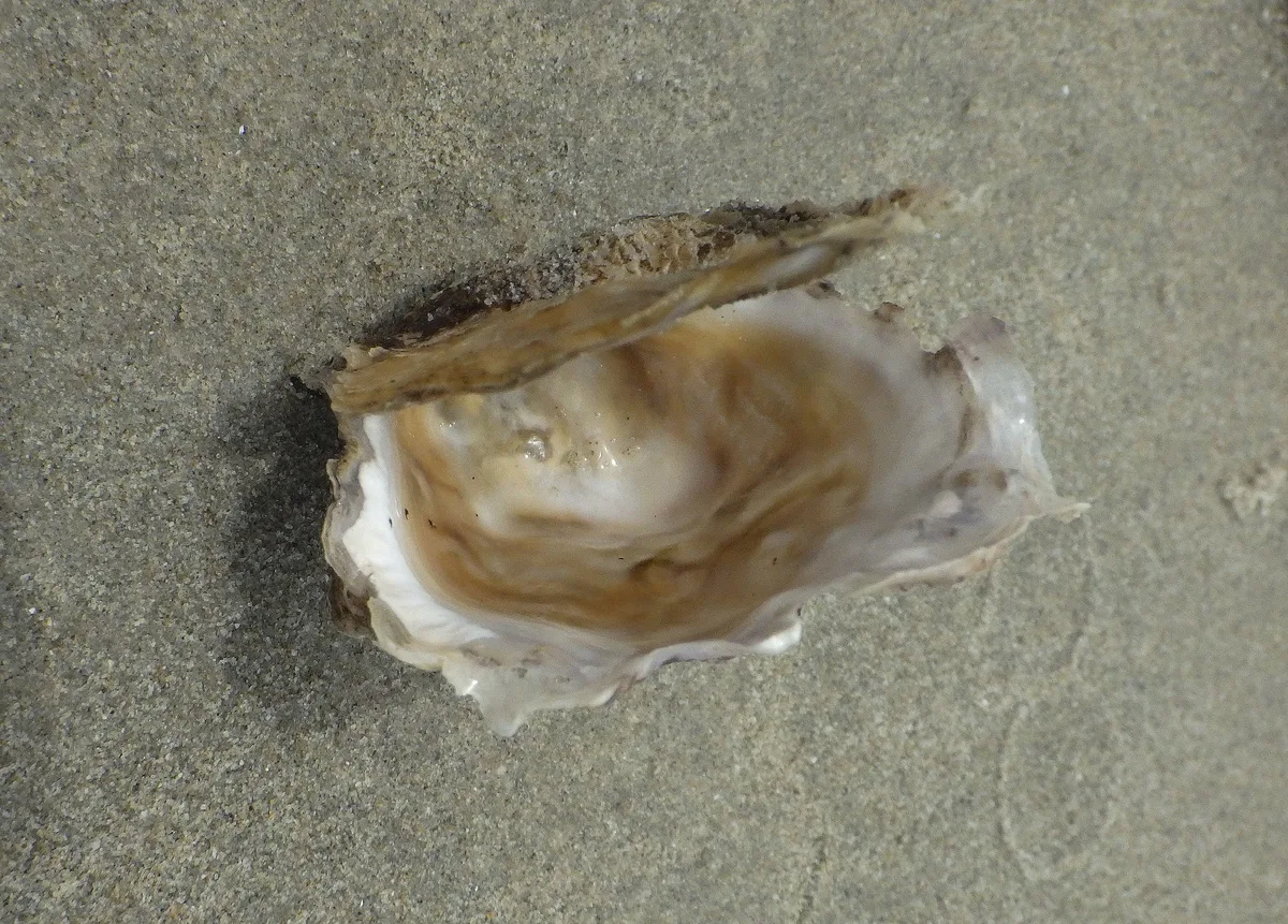 Hooded Oyster