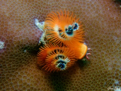 Spirobranchus corniculatus