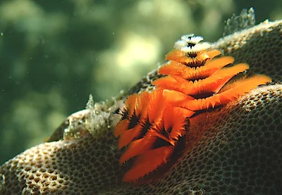 Spirographe - spirobranchus corniculatus - Ver-arbre de Noël - Christmas-tree worm