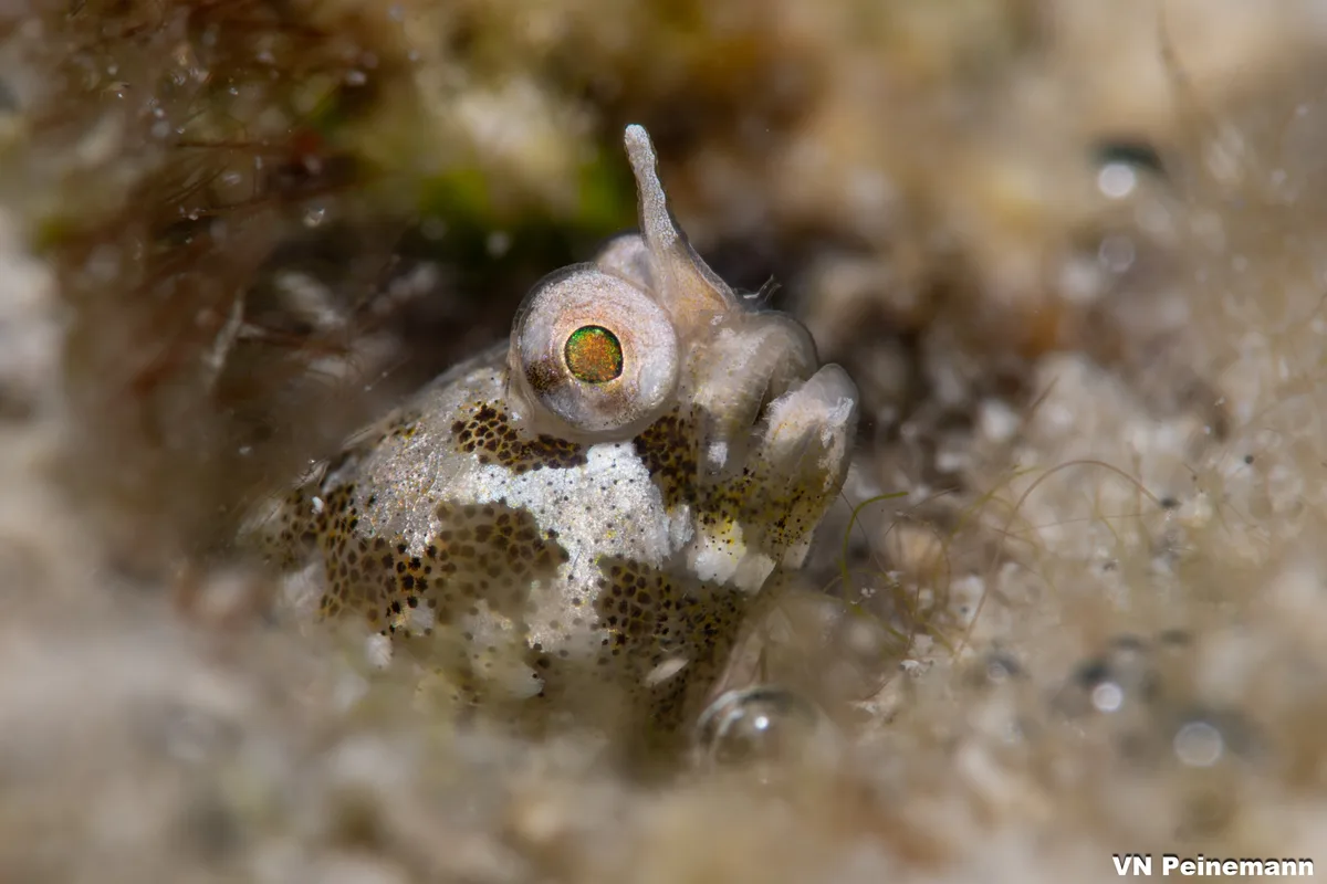 Cerogobius petrophilus - Makkah, Saudi Arabia