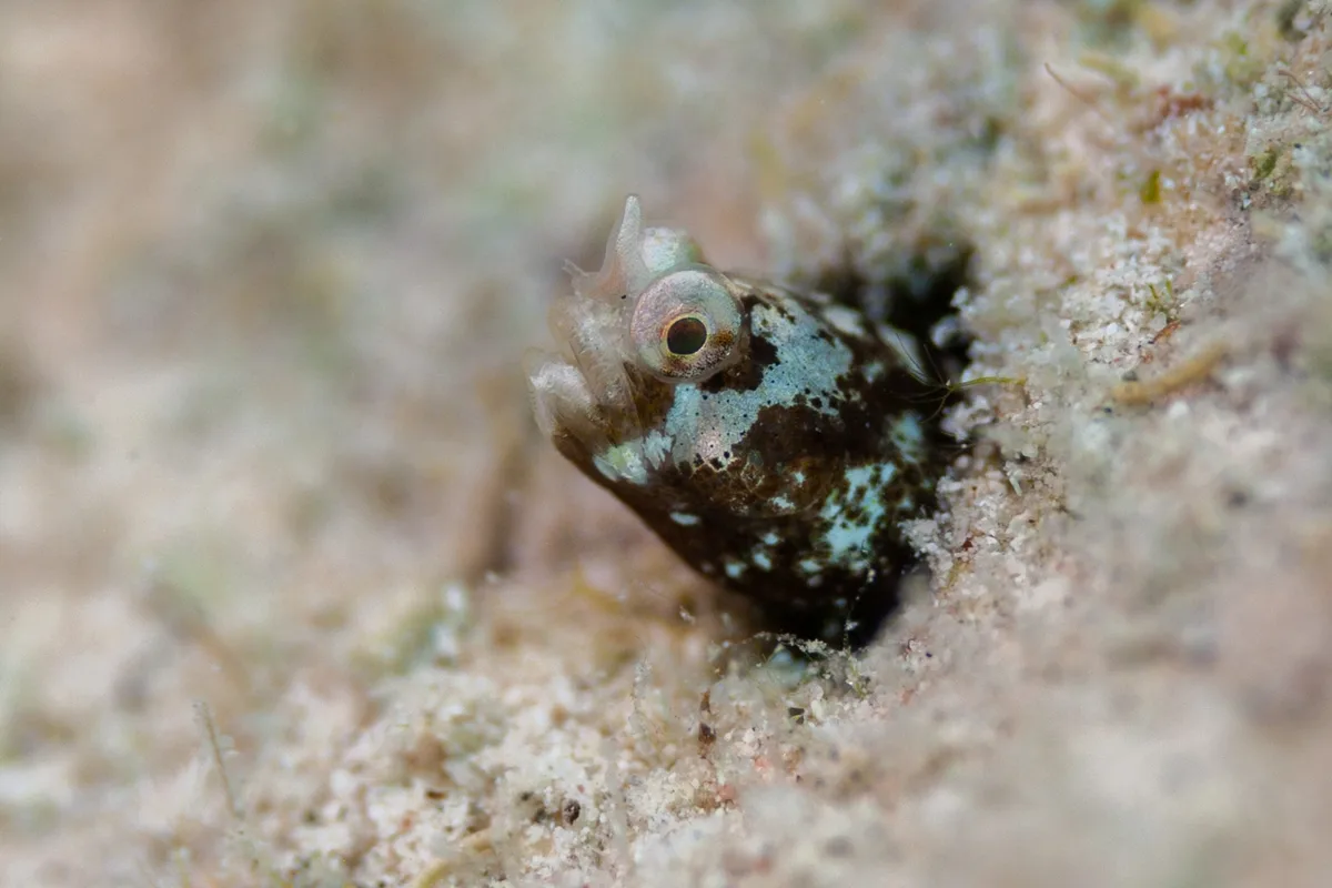 Cerogobius petrophilus - 6QWR+PV8, Marsa Alam, Red Sea Governorate 1926030, Ägypten