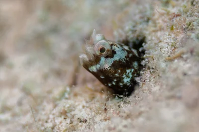 Cerogobius petrophilus - 6QWR+PV8, Marsa Alam, Red Sea Governorate 1926030, Ägypten