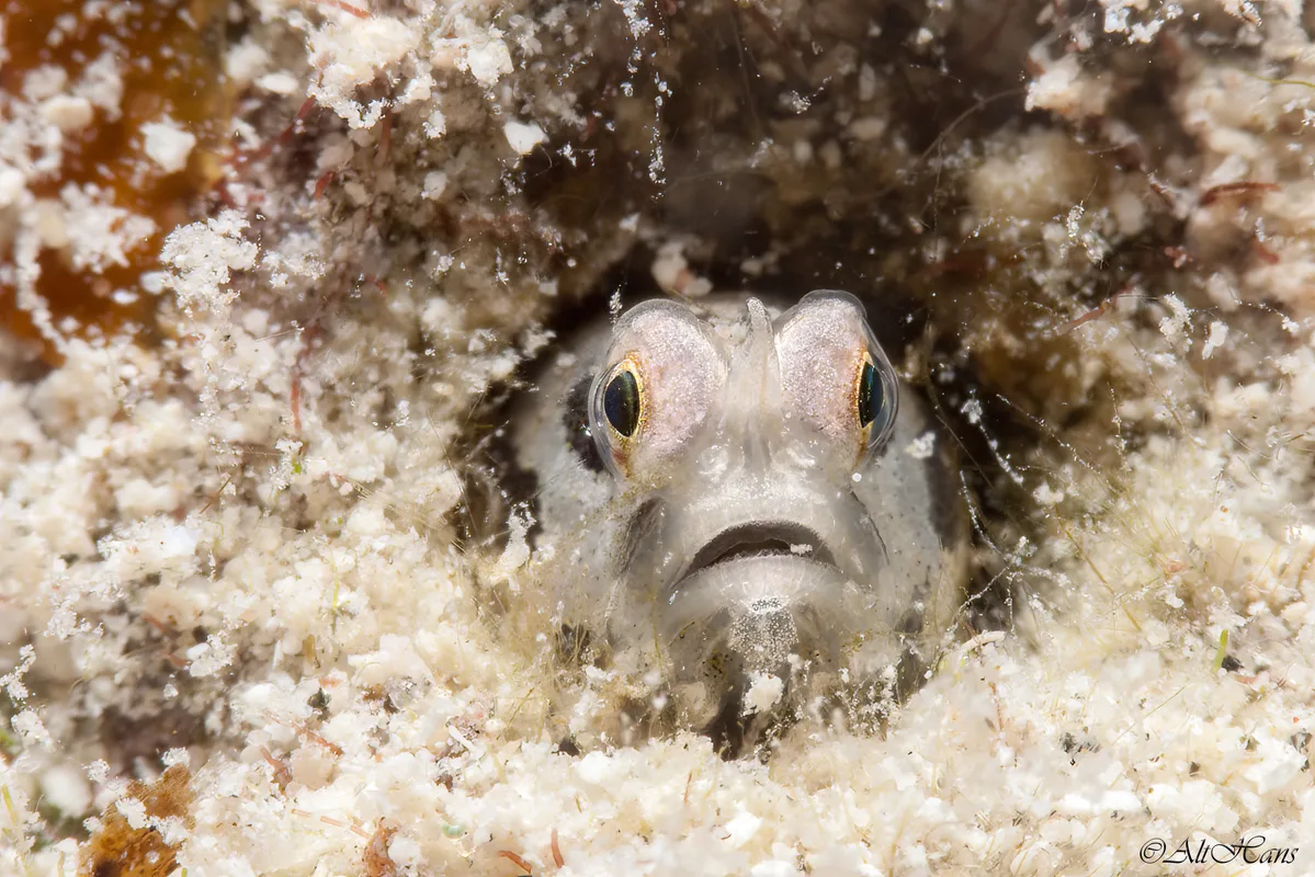 Cerogobius petrophilus - 6QWR+PV8, Marsa Alam, Red Sea Governorate 1926030, Ägypten