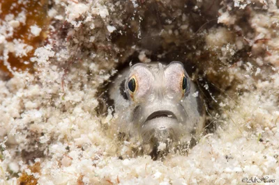 Cerogobius petrophilus - 6QWR+PV8, Marsa Alam, Red Sea Governorate 1926030, Ägypten