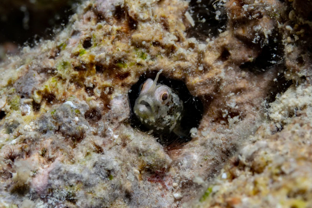 Cerogobius petrophilus - Jeddah Saudi Arabia