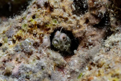Cerogobius petrophilus - Jeddah Saudi Arabia