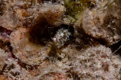 Cerogobius petrophilus - Jeddah Saudi Arabia