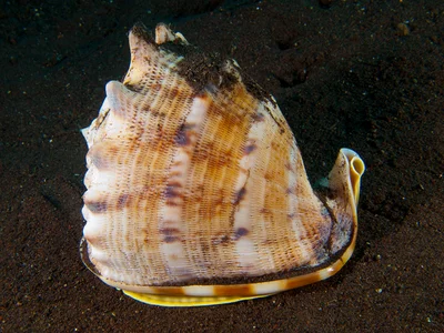 Cassis cornuta