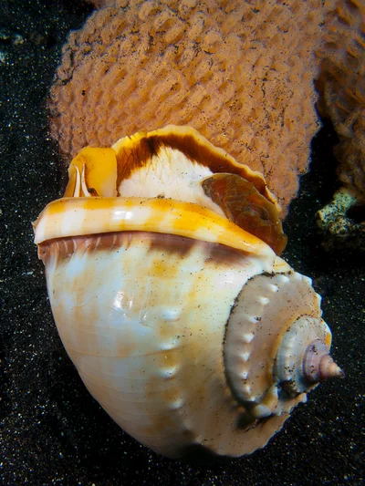 Cassis cornuta