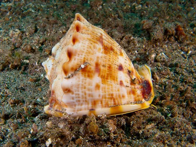 Cassis cornuta