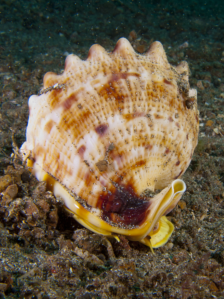 Cassis cornuta