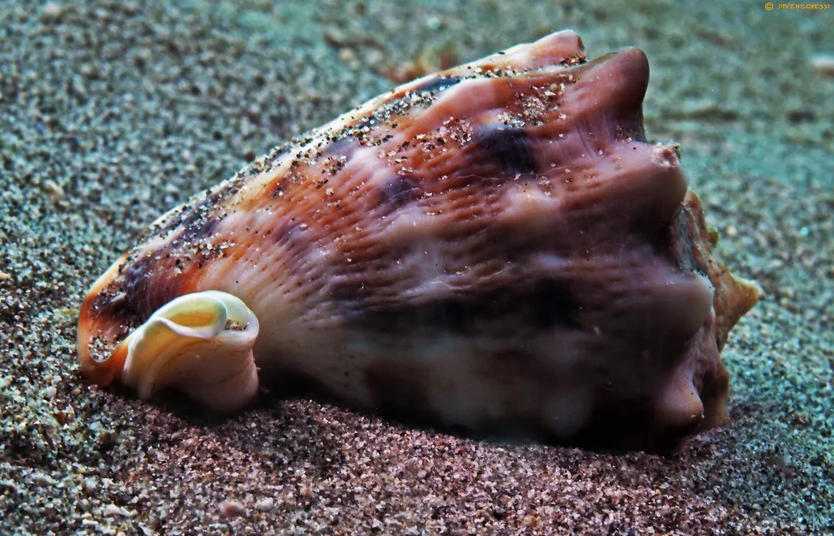 Horned Helmet - Cassis cornuta