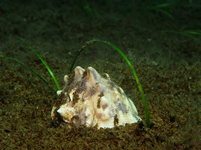 Cassis cornuta