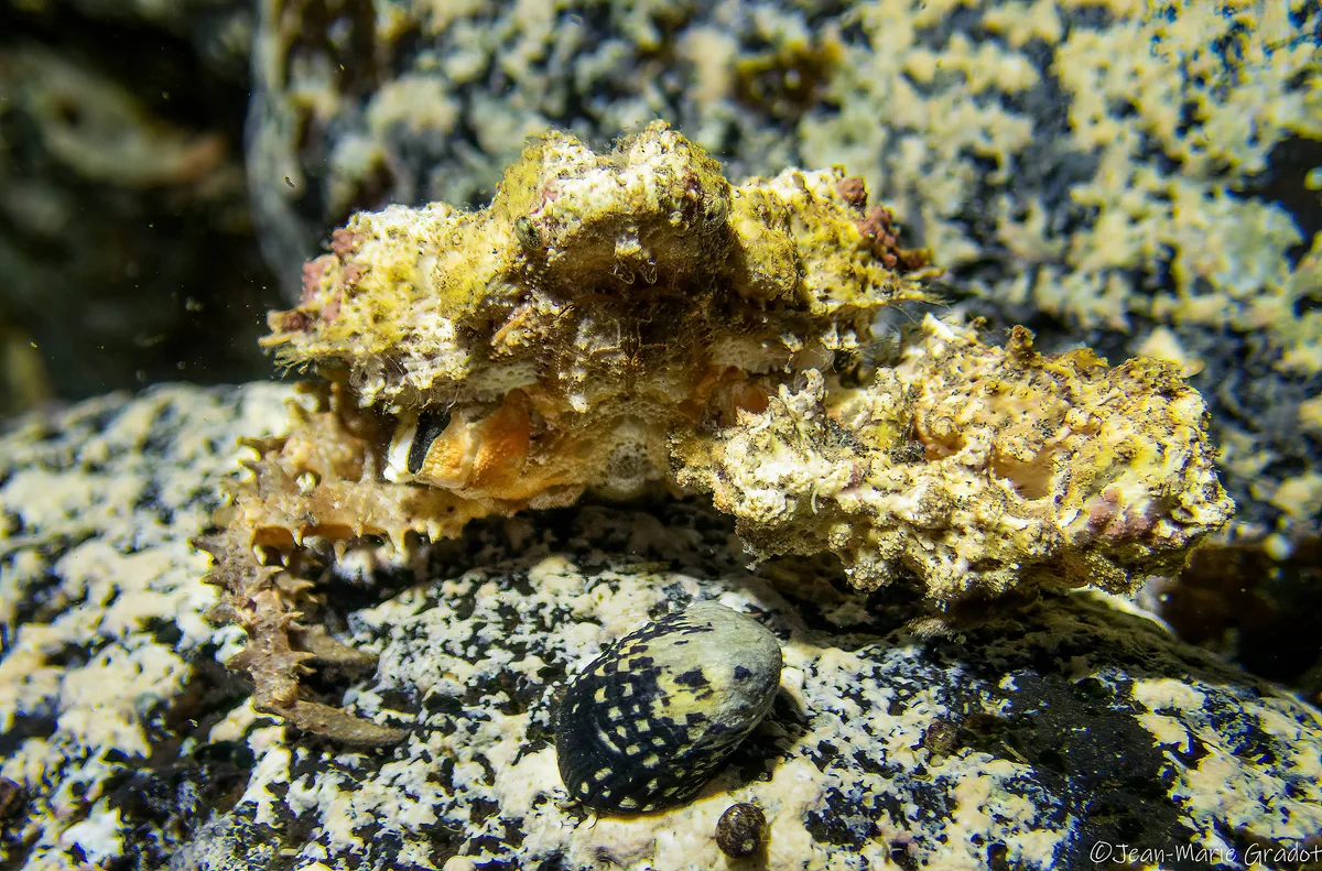 Daldorfia horrida