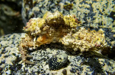 Daldorfia horrida