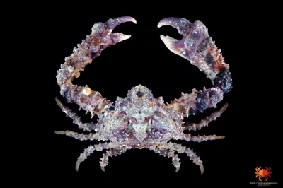 Daldorfia horrida