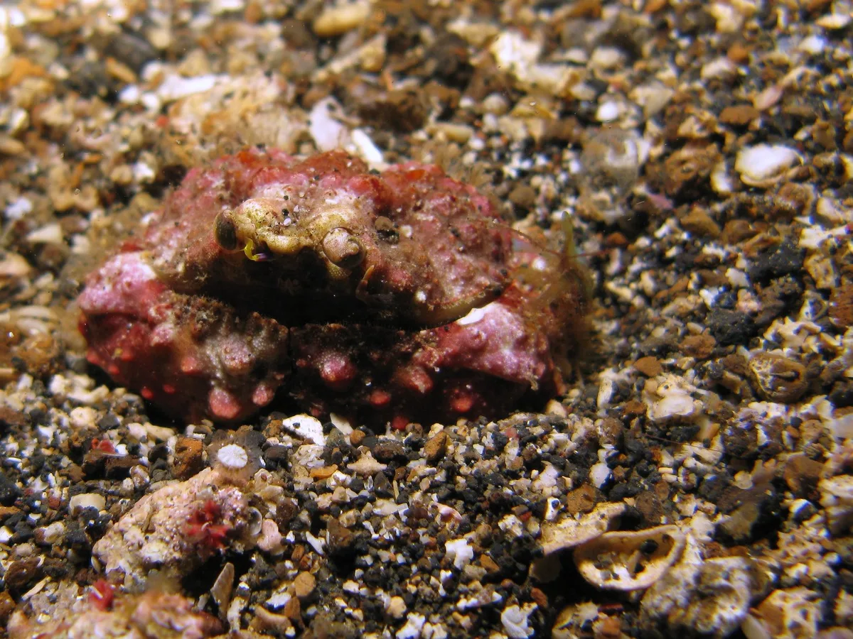 Daldorfia horrida
