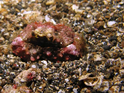 Daldorfia horrida