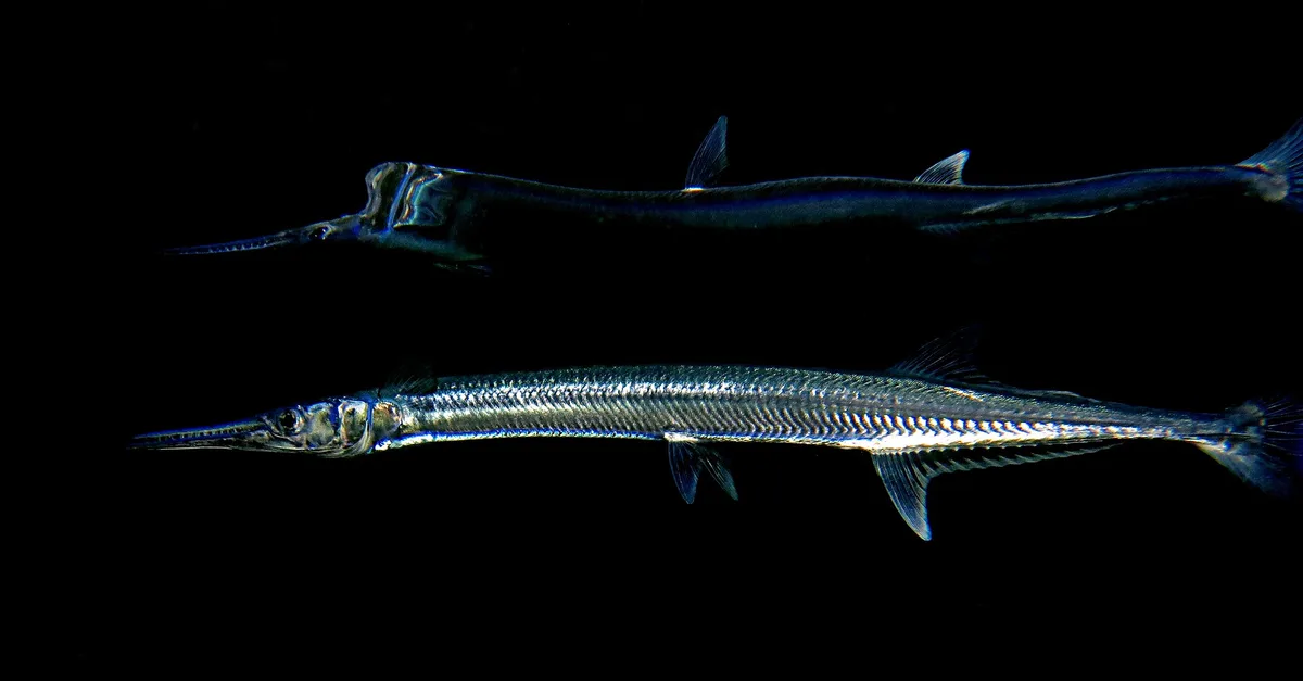 Tylosurus crocodilus crocodilus