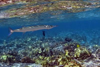 crocodile needlefish: Tylosurus crocodilus