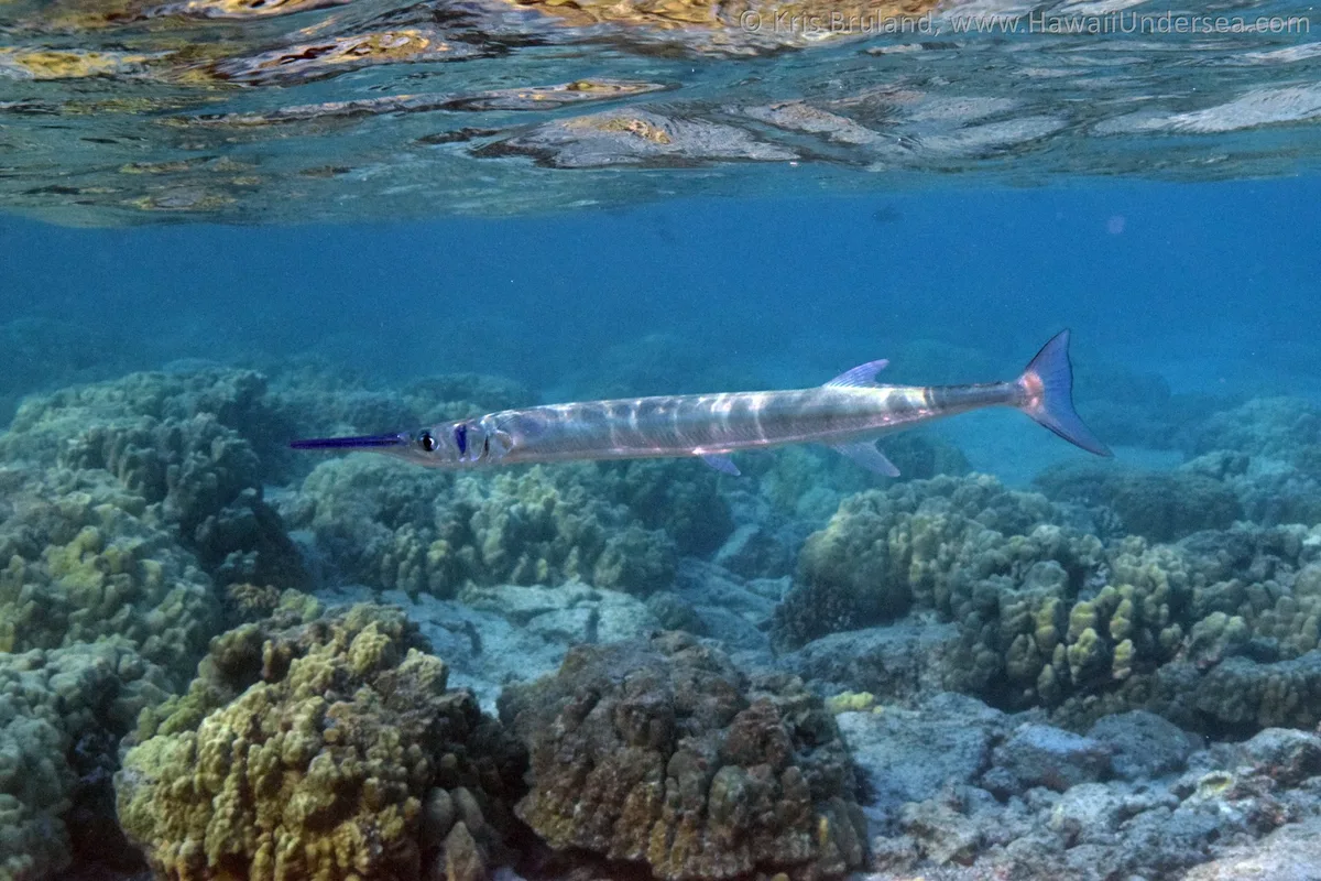 crocodile needlefish: Tylosurus crocodilus