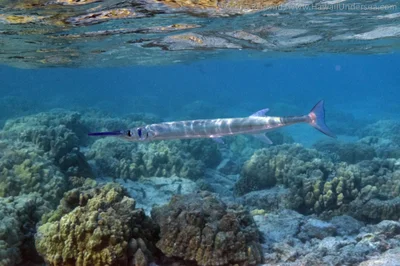 crocodile needlefish: Tylosurus crocodilus