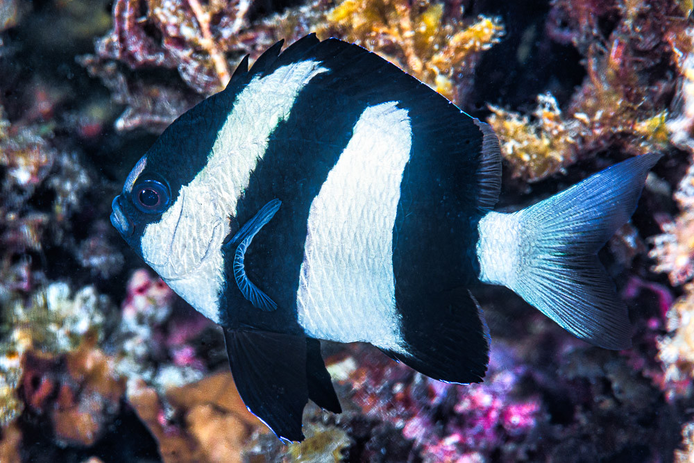 Polynesia humbug Dascyllus - Dascyllus emamo