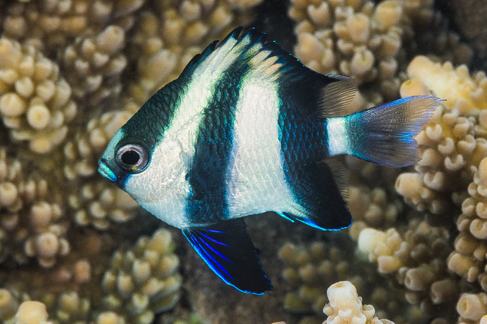 Indian Humbug Dascyllus, subadult - Dascyllus abudafur