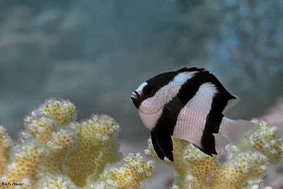 Indian Ocean Humbug - Dascyllus abudafur