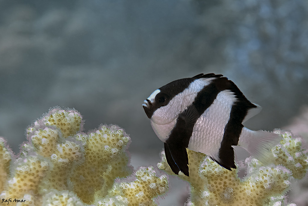 Indian Ocean Humbug - Dascyllus abudafur