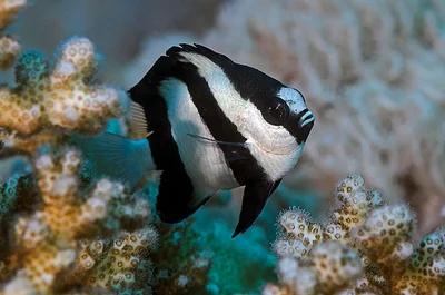 Dascyllus aruanus