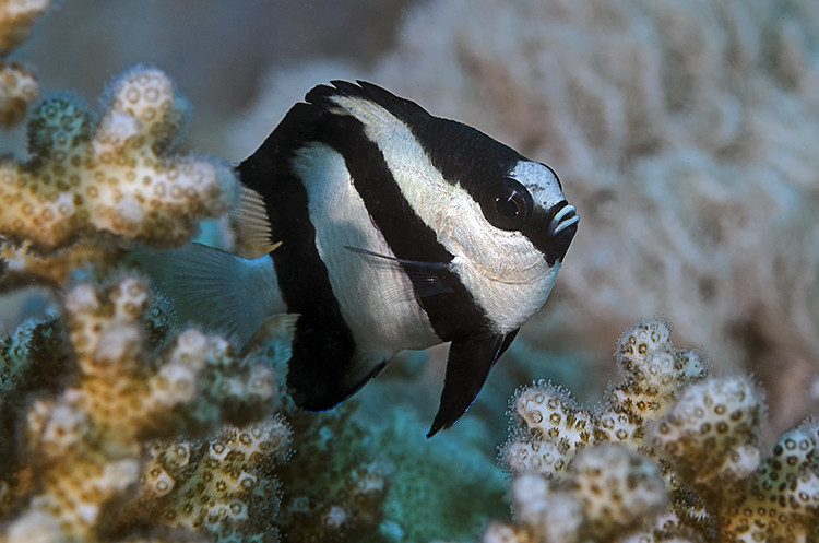 Dascyllus aruanus